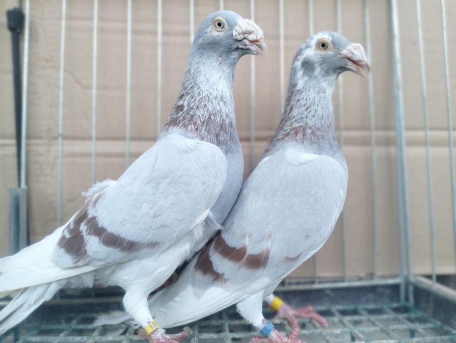 Gołębie Staropolskie