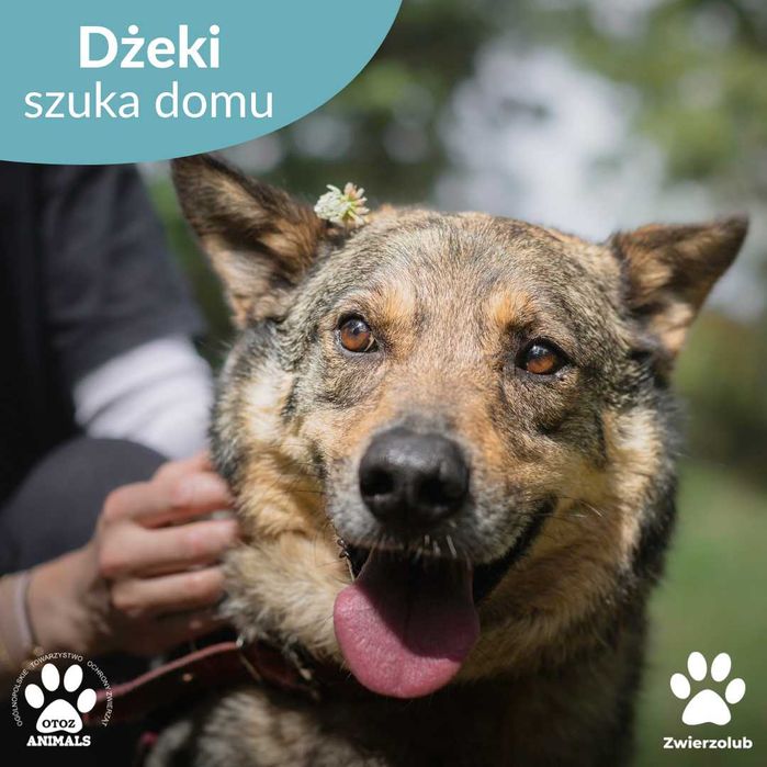 Dzielny Dżeki czeka na nowy dom!