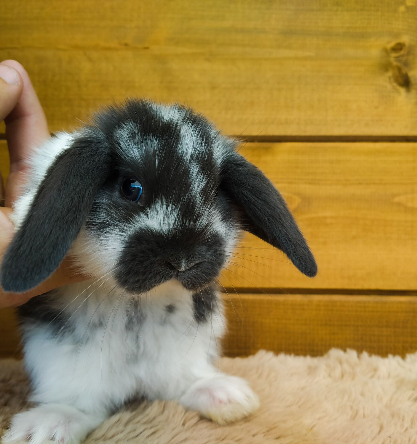 Królik baranek mini lop biało niebieski