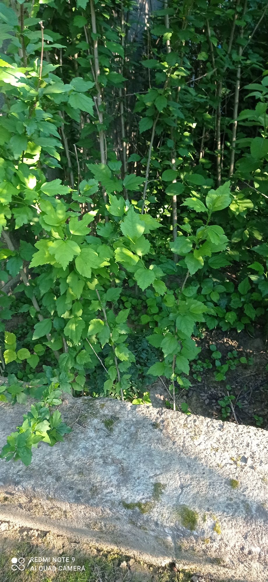 Hibiskus ketmia ogrodowa