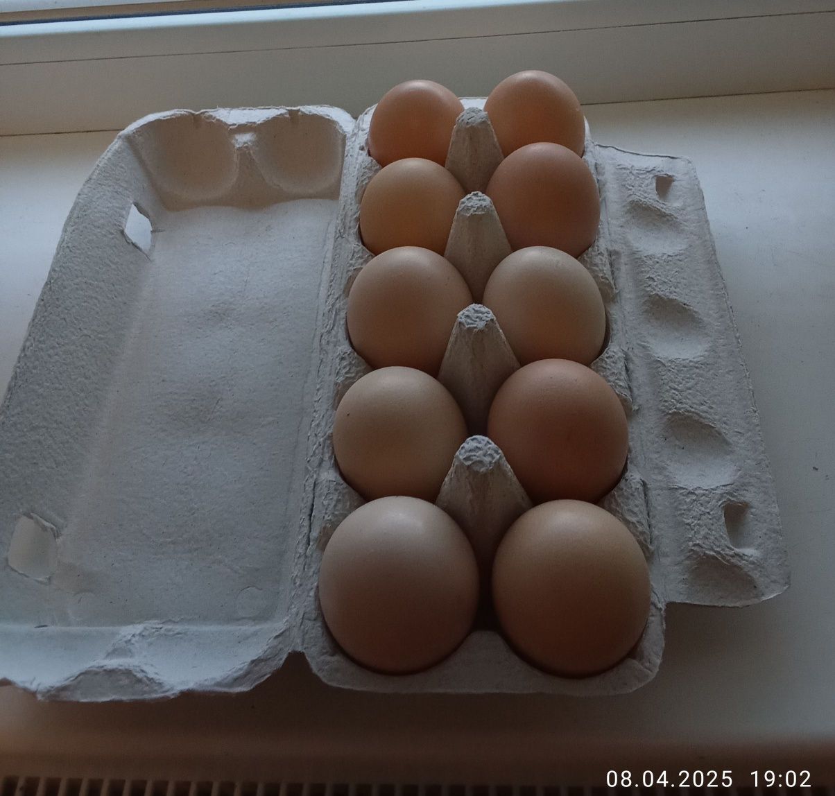 Домашні, курині яйця.