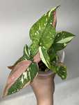 SYNGONIUM RED SPOT TRICOLOR | monstera epipremnum hoya philodendron