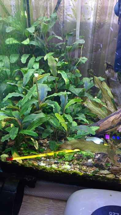 Меченосец, моллінезія, хелени, рослини