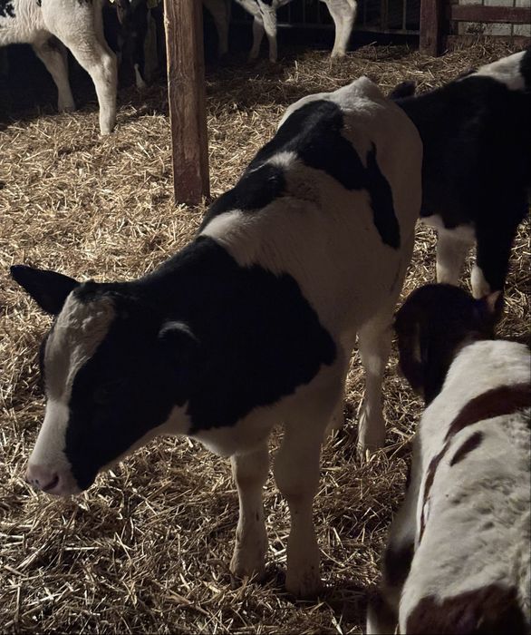 Sprzedam 42 szt BYKI