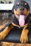 Piesek rottweiler