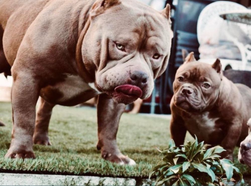 American Bully Pocket ABKC suczka