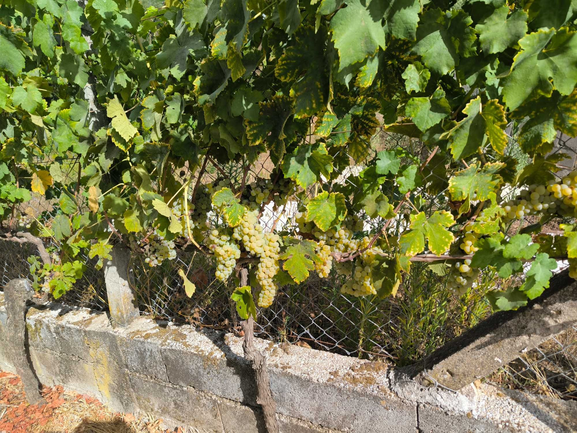 Vende-se uva para vinho.