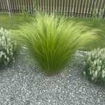 Ostnica mocna 'Pony Tails' 1L