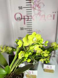 Орхідея Лимон ампельне цвітіння