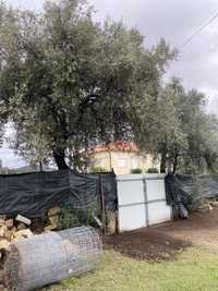 Vendo duas oliveiras centenarias
