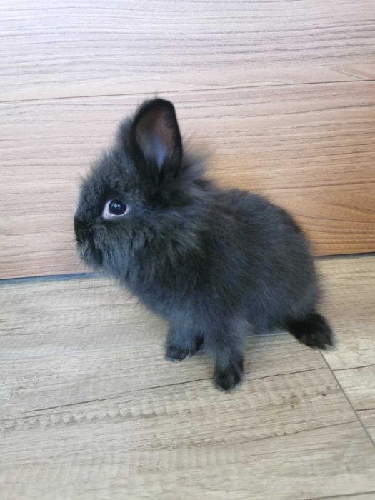 Kroliczki miniaturki