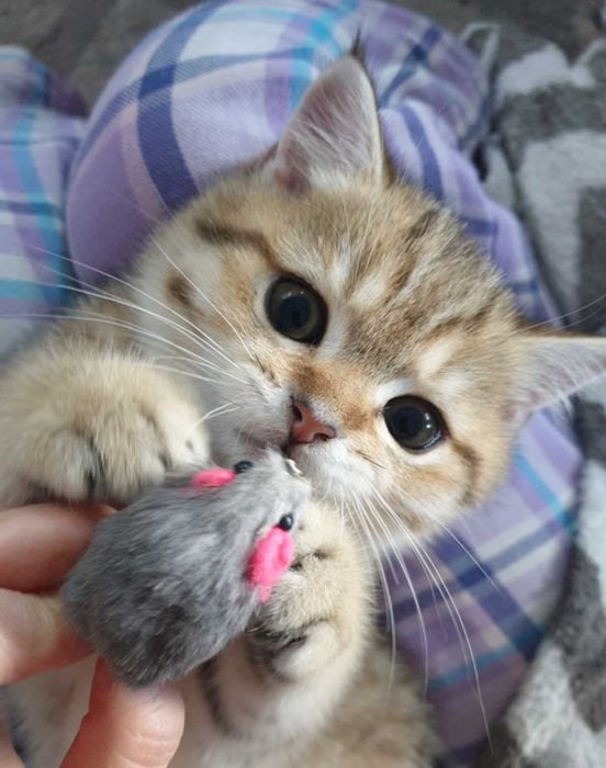 Gatinho scottish straight