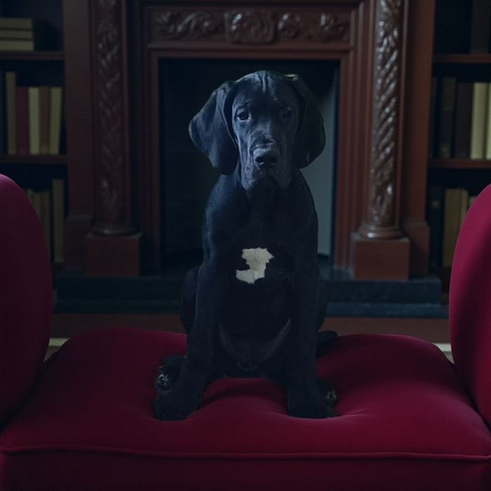 Dog niemiecki czarna dziewczynka