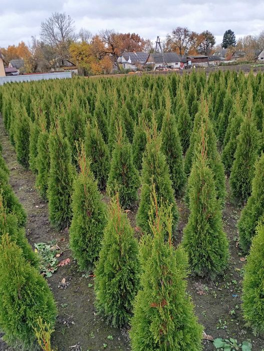 Туя смарагд 100-180см.