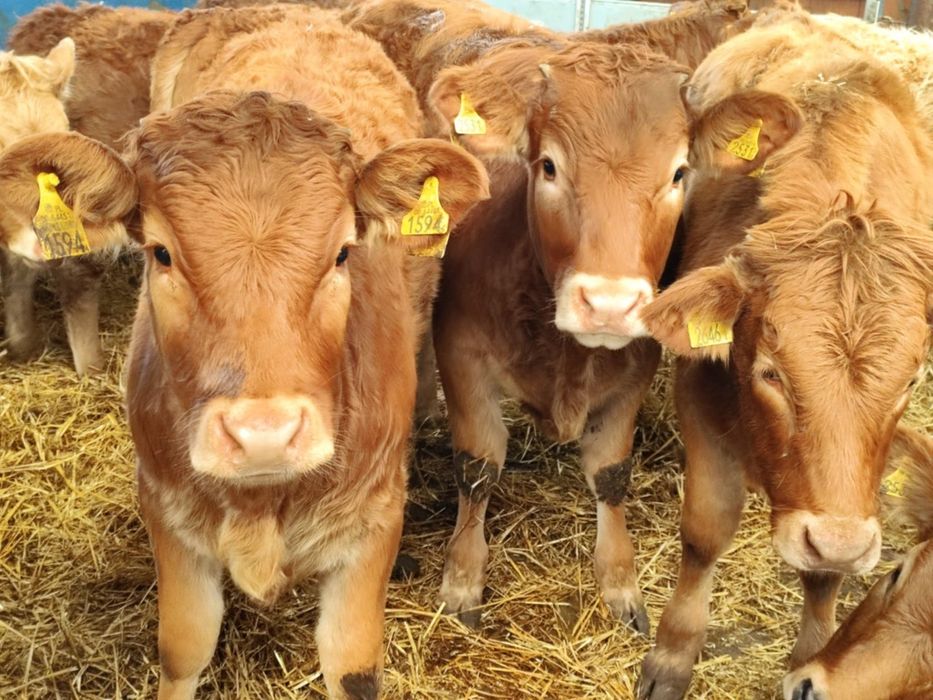 Odsadki mięsne biała strefa finansowanie