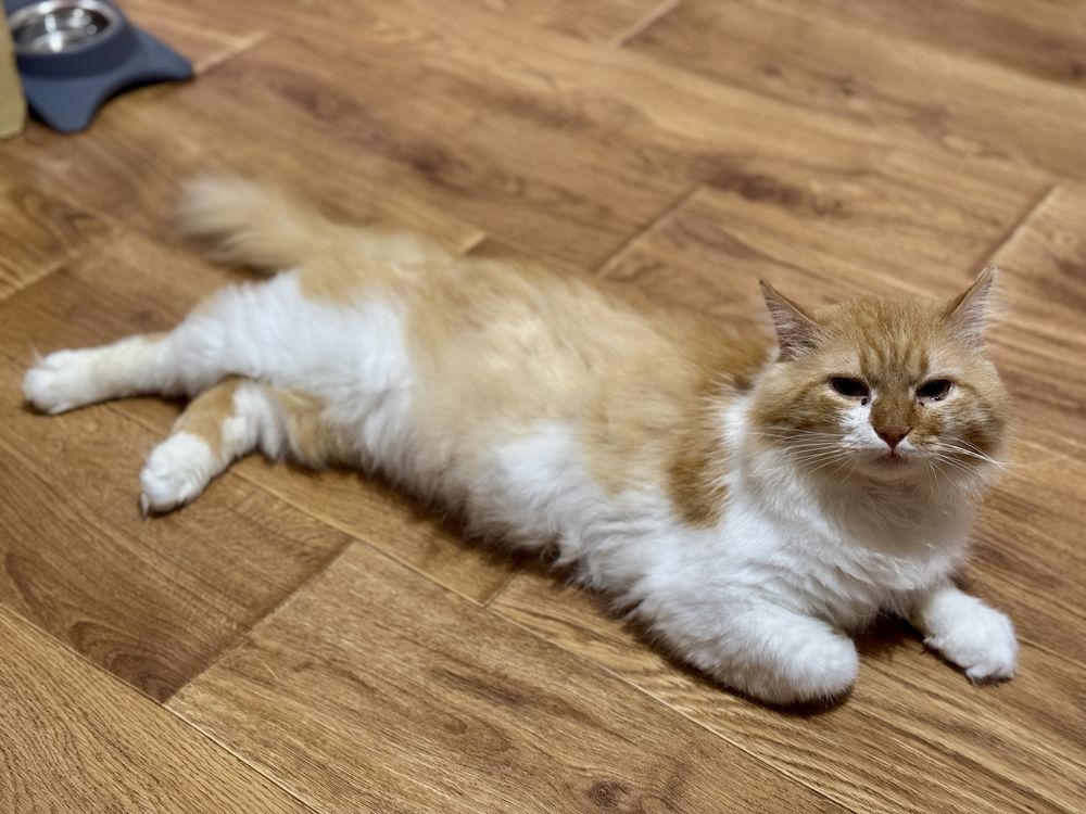 Котик шукає родину
