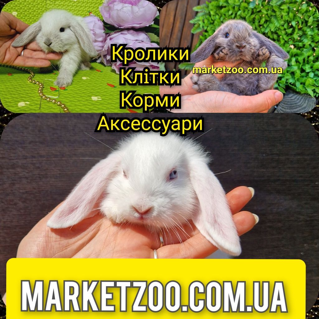 Мини mini lop мiнi карликовые кролики карликовий кролик декоративний