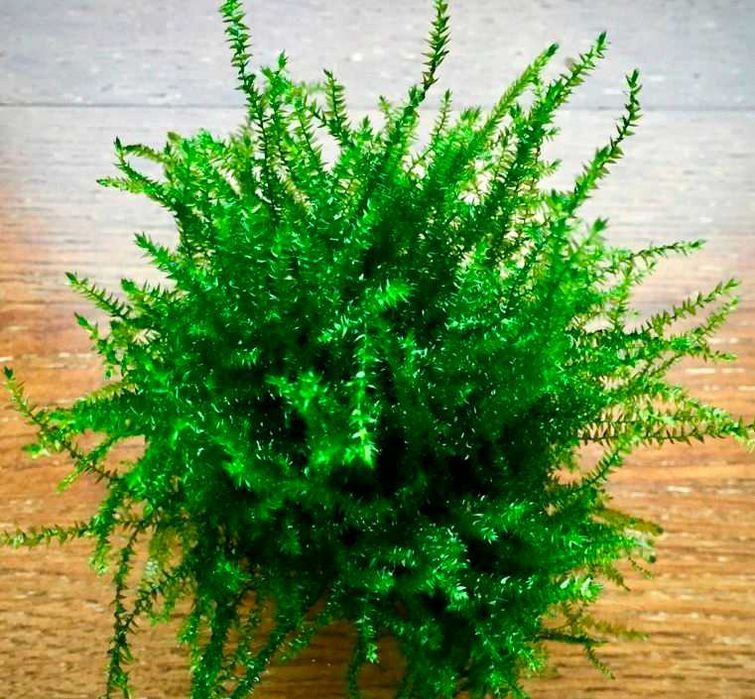 Мох Бабл. Аквариумные растения