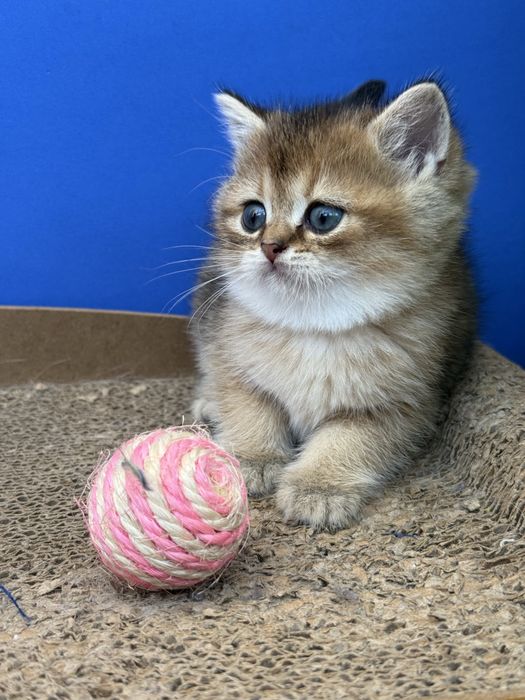 Macho scottish stright