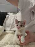 6 tygodniowy kotek do pinej adopcji