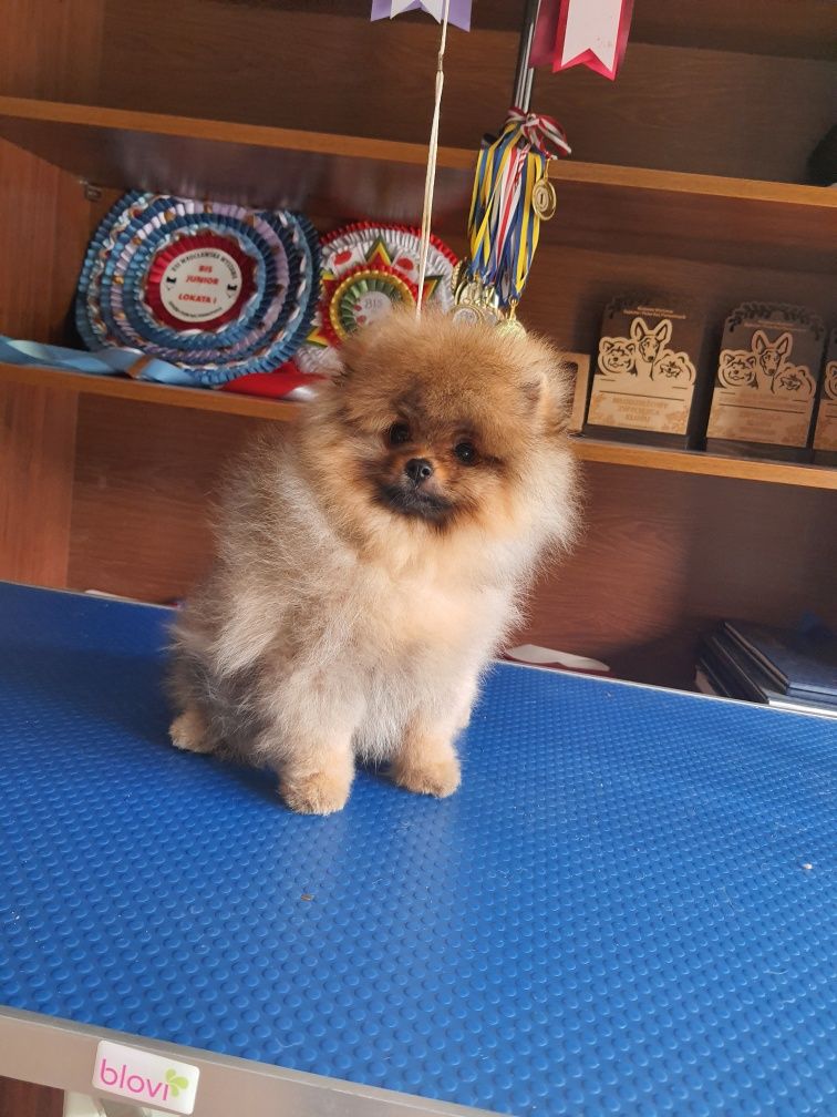 Piękny piesek pomeranian