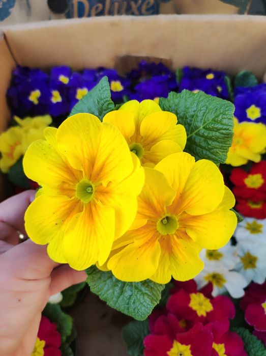 Примула на дорощення