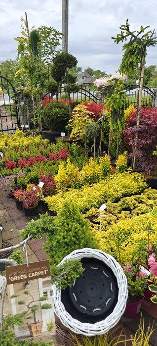 Японські клени, сосни, нівакі, магнолії