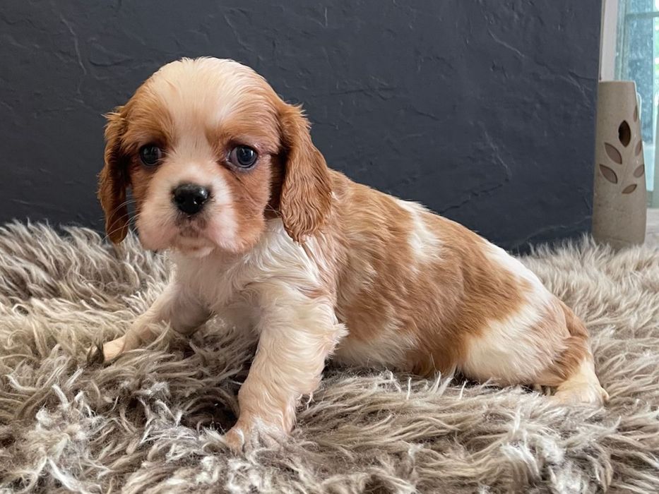 Cavalier king charles spaniel