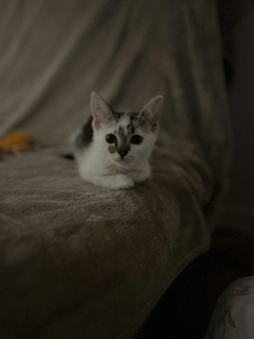 Kochany 4 mies kocurek czeka na dom