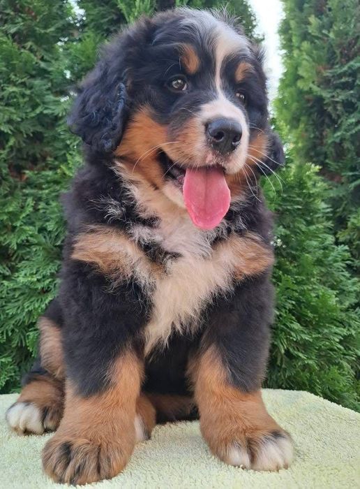 Cachorro Boieiro de Berna (Bouvier Bernois) c/ LOP