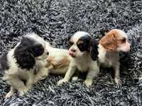 Cavalier king charles spaniel suczka