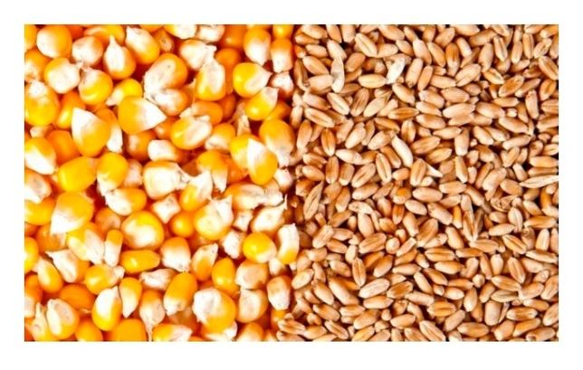 Продам зерно пшениця кукурудза