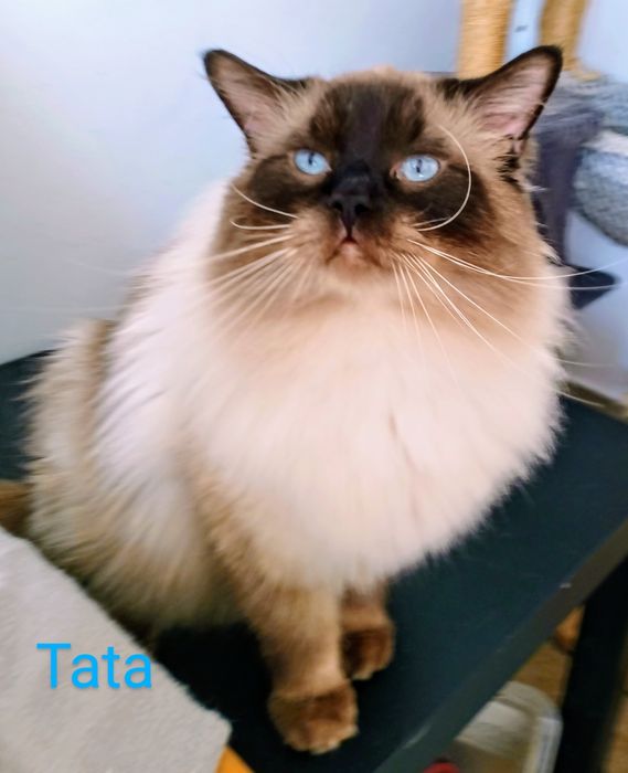 Kotka Ragdoll gotowa do odbioru