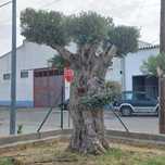 Oliveira Centenária Bonsai »»» must-have for landscape architecture!