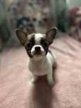 Chihuahua ZumaChi chłopiec gotowy na zmiane domu
