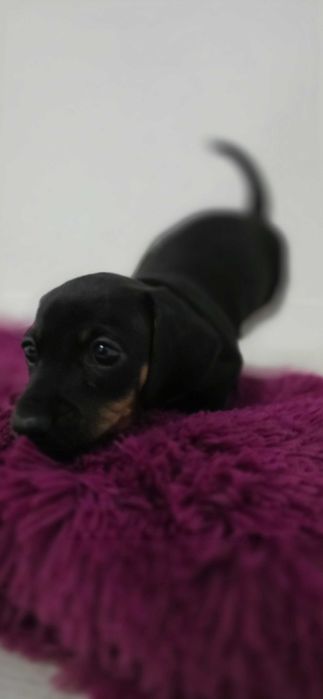 jamnik krótkowłosy króliczy miniaturowy