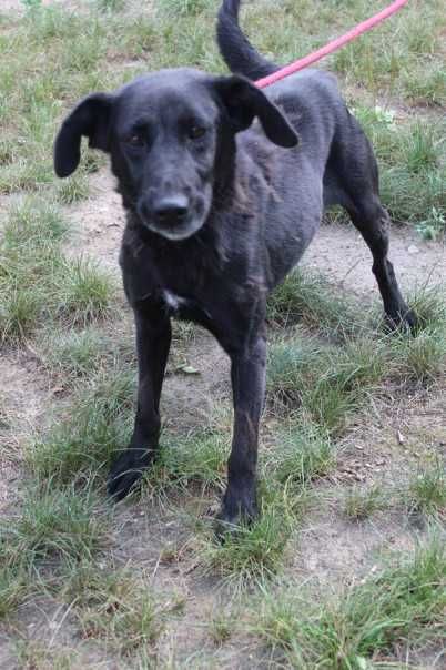 087278 Kobra do adopcji