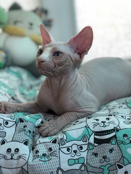 Котенок девочка сфинкс!