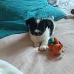 Maltańczyk shih TZU maluch