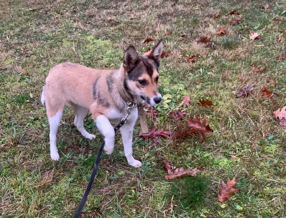 Добра дівчинка в добрі руки