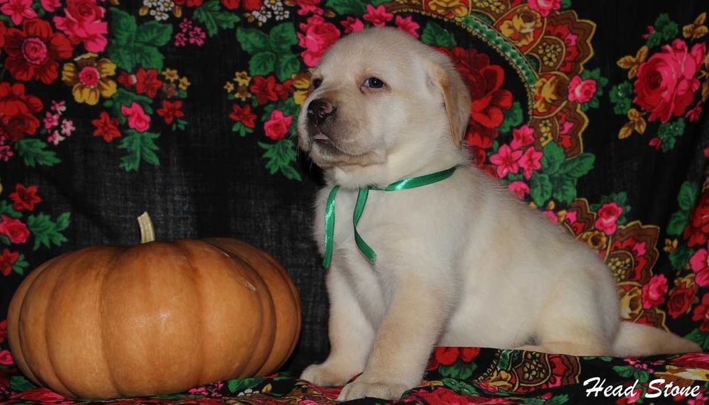 Щенки питомника Лабрадор ретривер