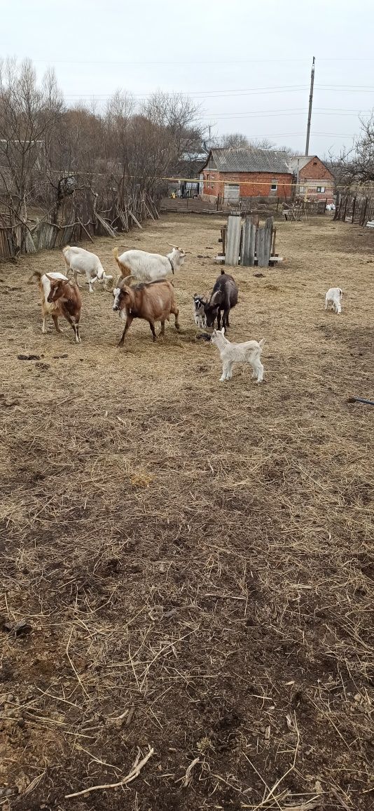 Потрібна допомога тваринкам Краматорська