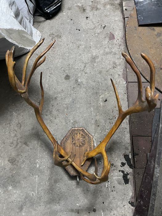 Продам рога, Запарожжье