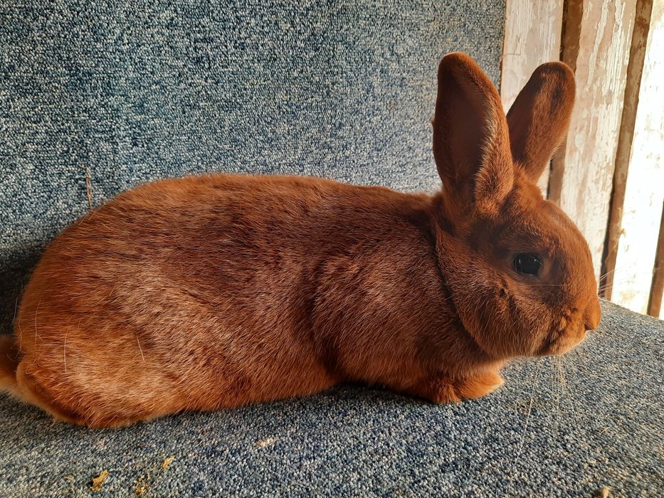 Nowozelandzki czerwony