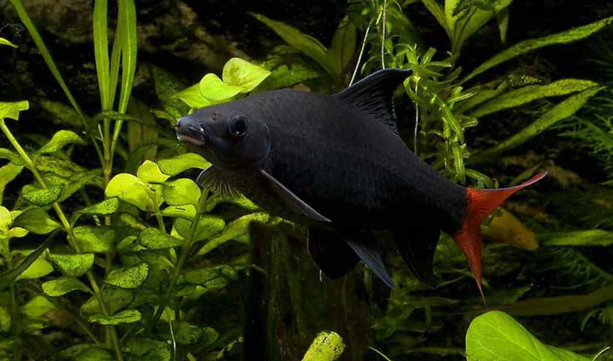 Labeo bicolor - Grubowarg dwubarwny - Epalzeorhynchos bicolor