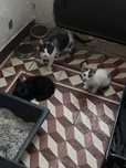 Gatinhos para adoção