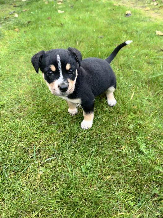 Oddam pieski za darmo