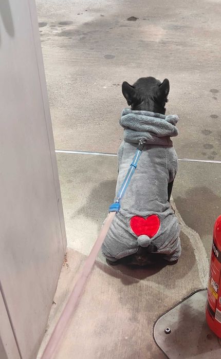 Sprzedam ubranka dla pieska