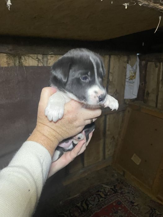 Цуценята, щенки, безкоштовно