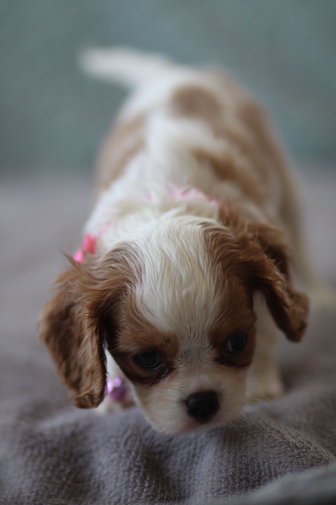 ***Cavalier King Charles Spaniel